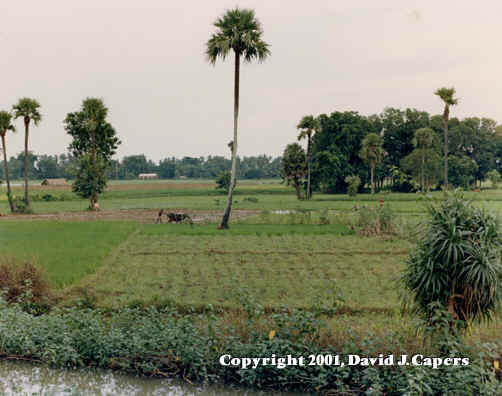 Field plowed for planting, the farmer prepares to take his oxen and leave the field