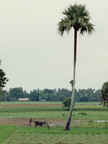 Preparing fields for sowing