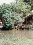 Orissa Farming